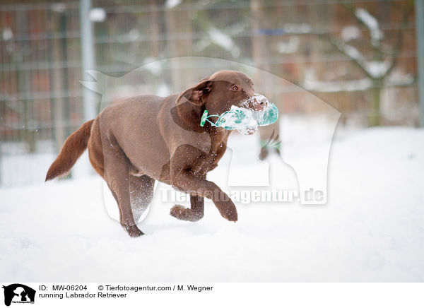 rennender Labrador Retriever / running Labrador Retriever / MW-06204