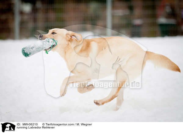 rennender Labrador Retriever / running Labrador Retriever / MW-06210