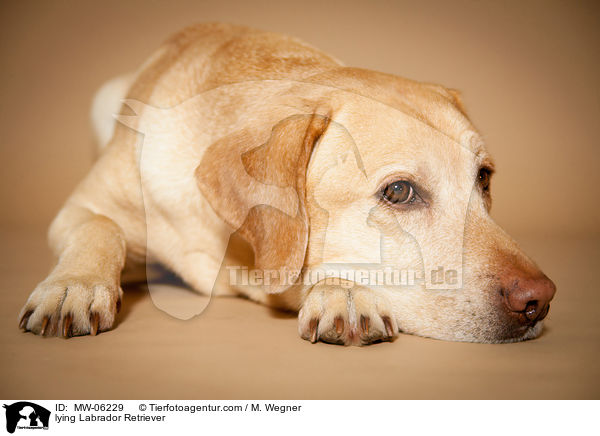 liegender Labrador Retriever / lying Labrador Retriever / MW-06229