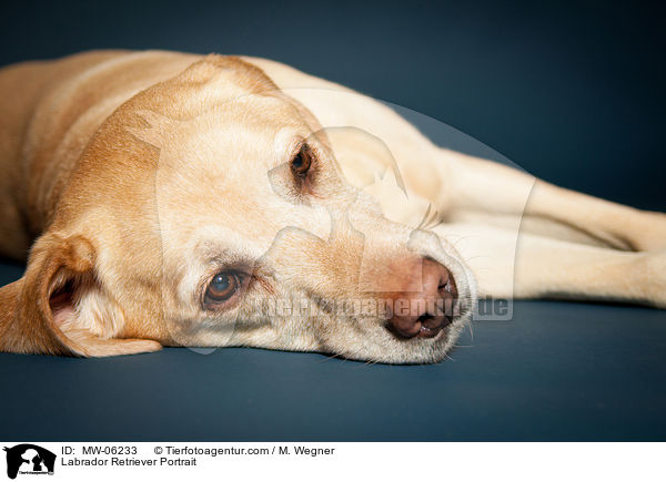 Labrador Retriever Portrait / Labrador Retriever Portrait / MW-06233