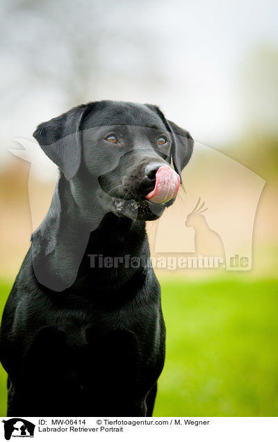 Labrador Retriever Portrait / Labrador Retriever Portrait / MW-06414