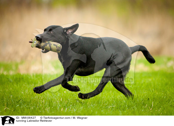 rennender Labrador Retriever / running Labrador Retriever / MW-06427