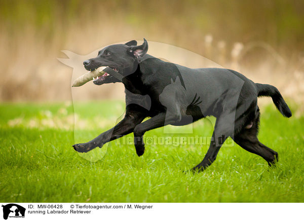 rennender Labrador Retriever / running Labrador Retriever / MW-06428