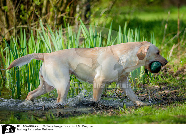 trabender Labrador Retriever / trotting Labrador Retriever / MW-06472