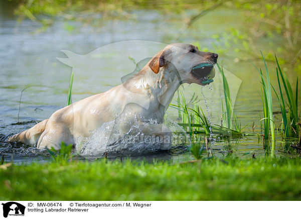 trabender Labrador Retriever / trotting Labrador Retriever / MW-06474