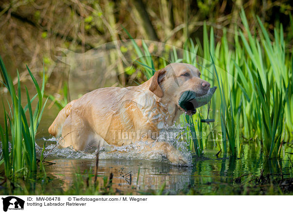 trabender Labrador Retriever / trotting Labrador Retriever / MW-06478