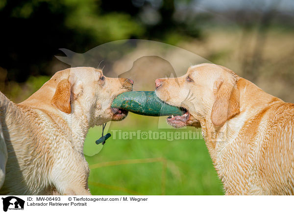 Labrador Retriever Portrait / MW-06493