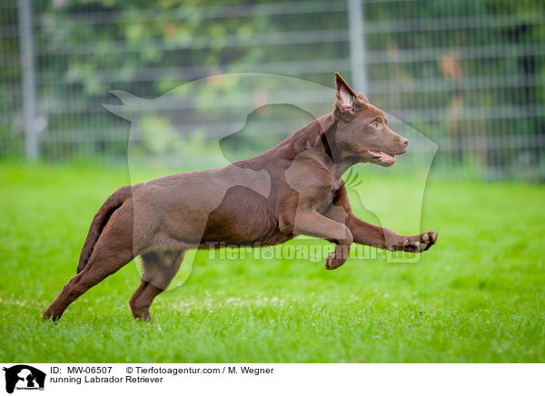 rennender Labrador Retriever / running Labrador Retriever / MW-06507