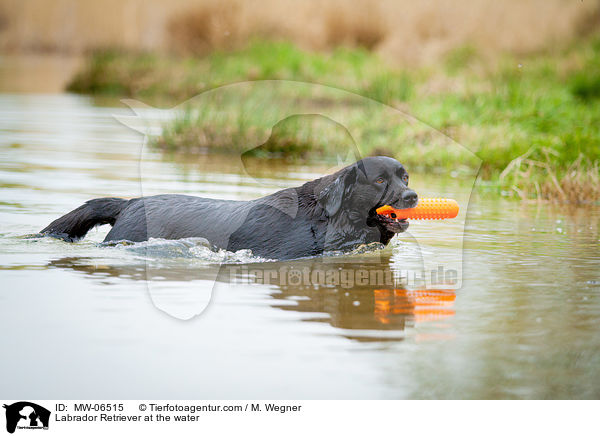Labrador Retriever am Wasser / Labrador Retriever at the water / MW-06515