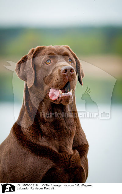 Labrador Retriever Portrait / Labrador Retriever Portrait / MW-06518