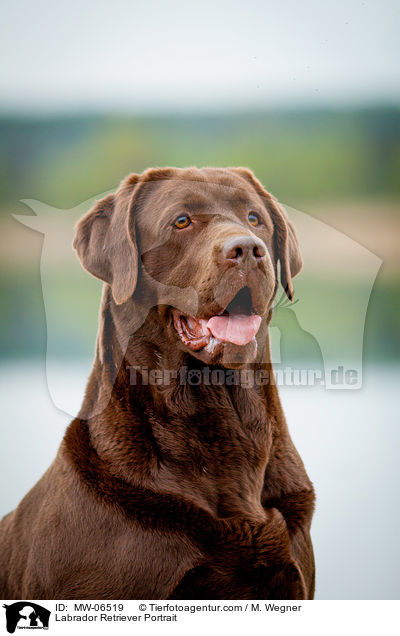 Labrador Retriever Portrait / Labrador Retriever Portrait / MW-06519