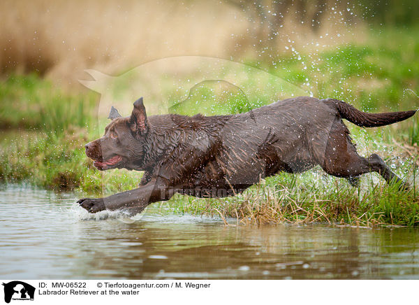 Labrador Retriever am Wasser / Labrador Retriever at the water / MW-06522