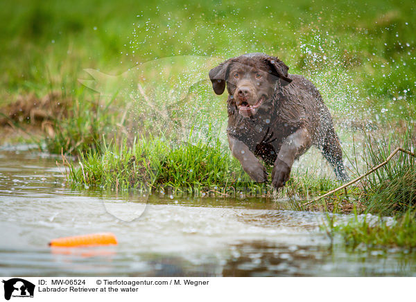 Labrador Retriever am Wasser / Labrador Retriever at the water / MW-06524