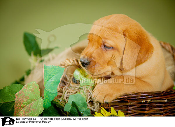 Labrador Retriever Welpe / Labrador Retriever Puppy / MW-06562