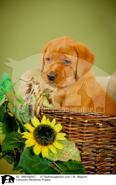 Labrador Retriever Welpe / Labrador Retriever Puppy / MW-06567