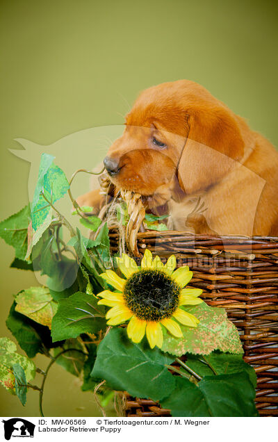 Labrador Retriever Welpe / Labrador Retriever Puppy / MW-06569