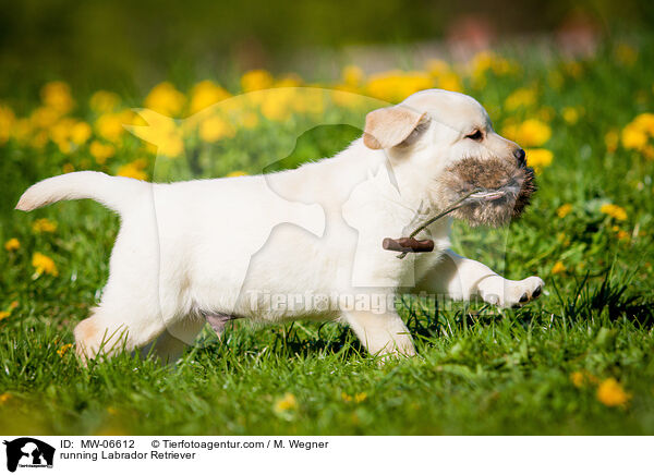 rennender Labrador Retriever / running Labrador Retriever / MW-06612