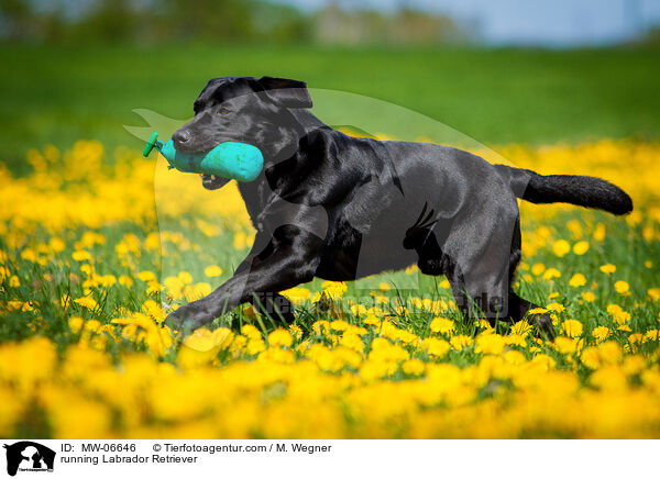 rennender Labrador Retriever / running Labrador Retriever / MW-06646