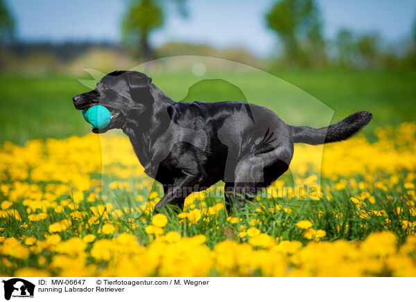 rennender Labrador Retriever / running Labrador Retriever / MW-06647