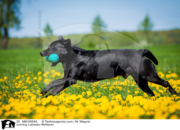 rennender Labrador Retriever / running Labrador Retriever / MW-06648