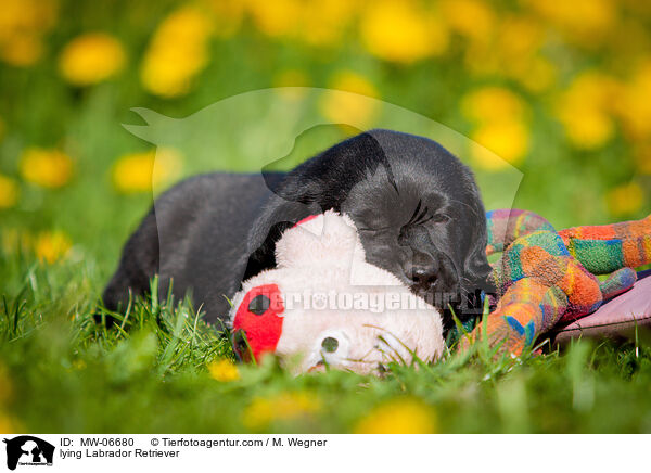 liegender Labrador Retriever / lying Labrador Retriever / MW-06680