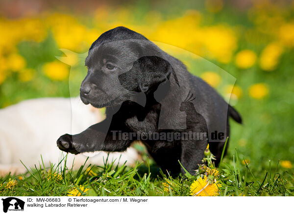 laufender Labrador Retriever / walking Labrador Retriever / MW-06683