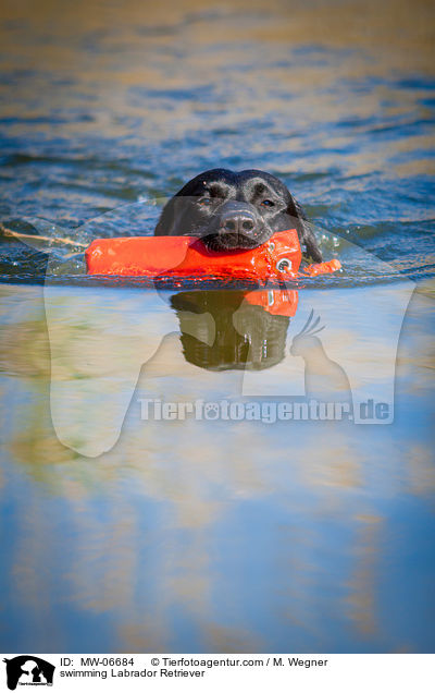 schwimmender Labrador Retriever / swimming Labrador Retriever / MW-06684