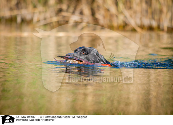 schwimmender Labrador Retriever / swimming Labrador Retriever / MW-06687