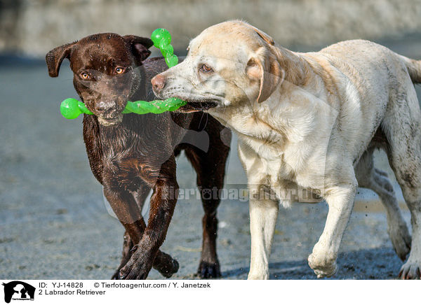 2 Labrador Retriever / 2 Labrador Retriever / YJ-14828