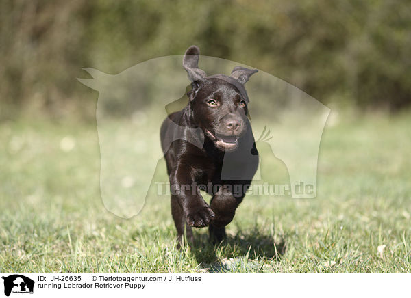 rennender Labrador Retriever Welpe / running Labrador Retriever Puppy / JH-26635