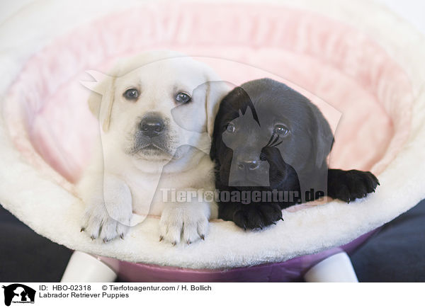 Labrador Retriever Welpen / Labrador Retriever Puppies / HBO-02318