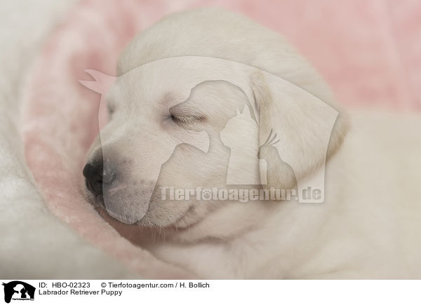 Labrador Retriever Welpe / Labrador Retriever Puppy / HBO-02323