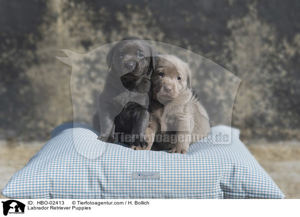 Labrador Retriever Welpen / Labrador Retriever Puppies / HBO-02413