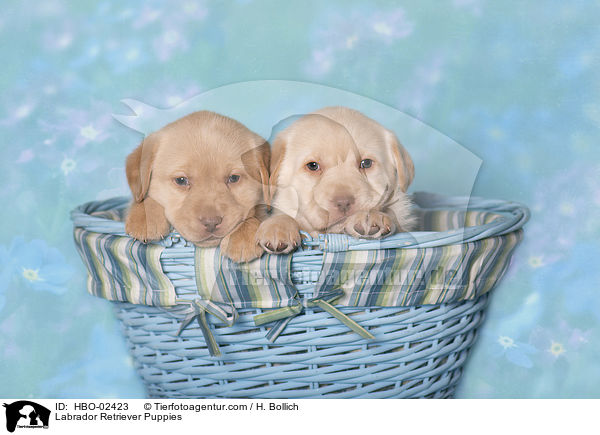 Labrador Retriever Welpen / Labrador Retriever Puppies / HBO-02423