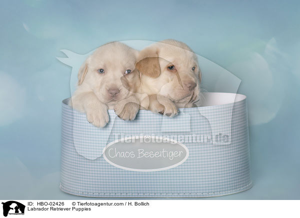 Labrador Retriever Welpen / Labrador Retriever Puppies / HBO-02426