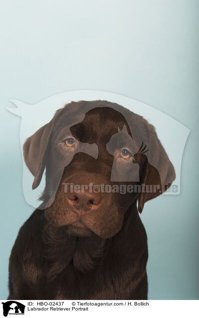 Labrador Retriever Portrait / Labrador Retriever Portrait / HBO-02437