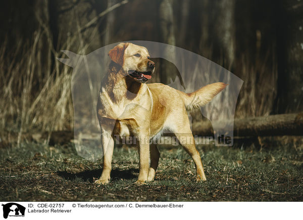 Labrador Retriever / Labrador Retriever / CDE-02757