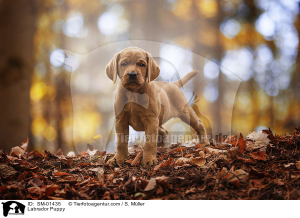Labrador Welpe / Labrador Puppy / SM-01435