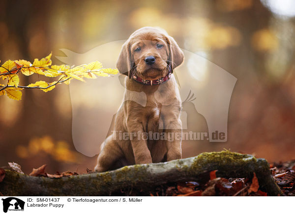 Labrador Welpe / Labrador Puppy / SM-01437