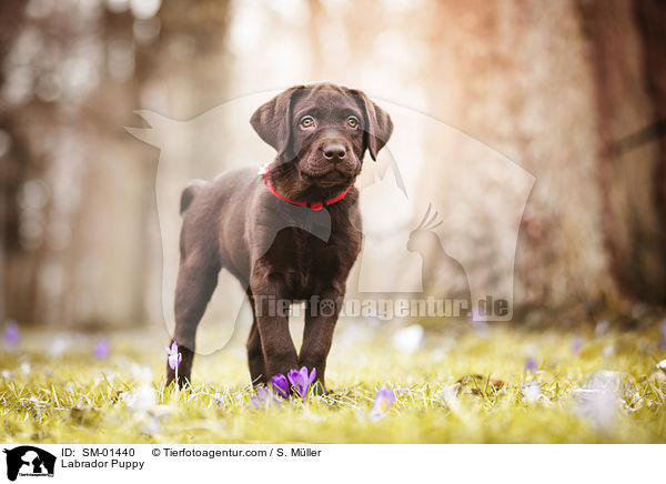 Labrador Welpe / Labrador Puppy / SM-01440
