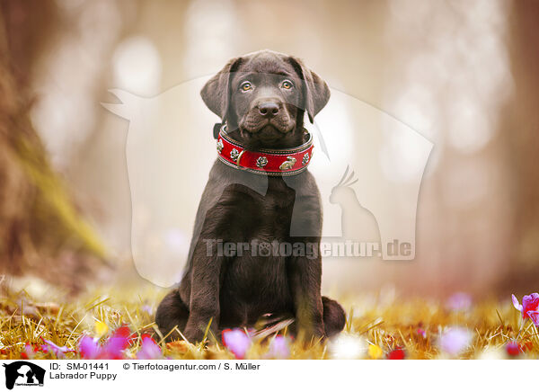 Labrador Welpe / Labrador Puppy / SM-01441