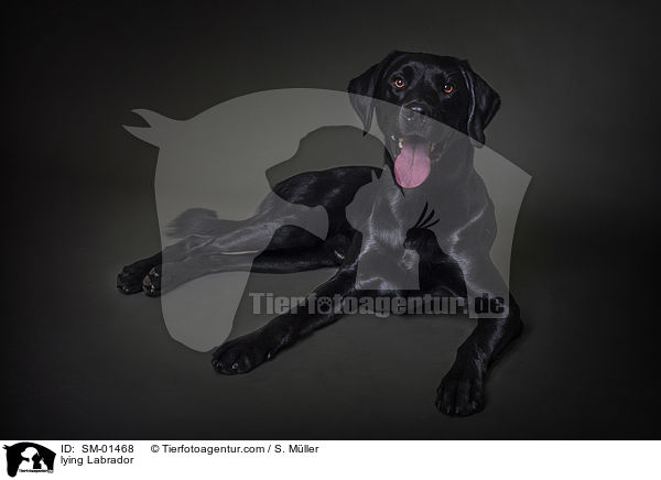 liegender Labrador / lying Labrador / SM-01468