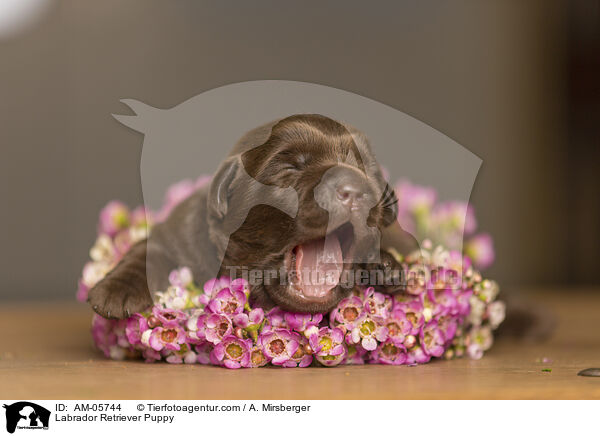 Labrador Retriever Welpe / Labrador Retriever Puppy / AM-05744