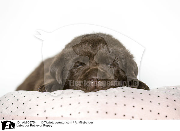 Labrador Retriever Welpe / Labrador Retriever Puppy / AM-05754
