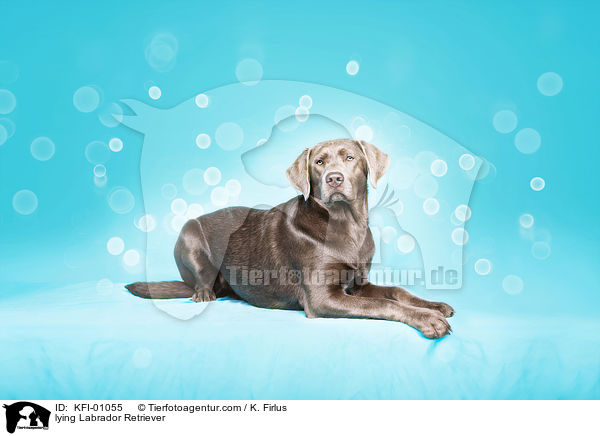 liegender Labrador Retriever / lying Labrador Retriever / KFI-01055