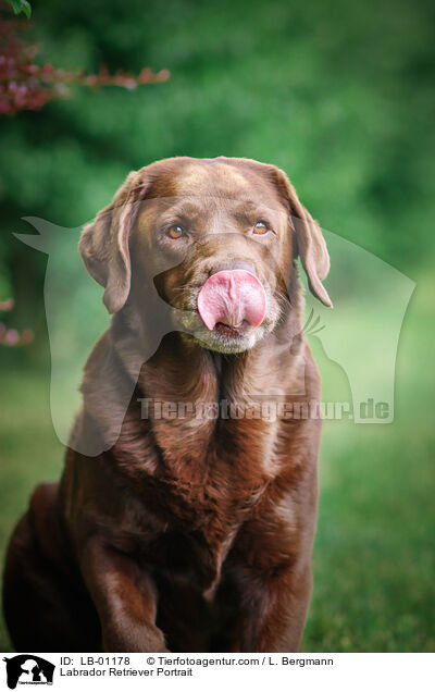 Labrador Retriever Portrait / Labrador Retriever Portrait / LB-01178