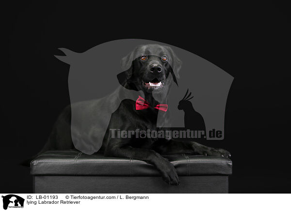 liegender Labrador Retriever / lying Labrador Retriever / LB-01193