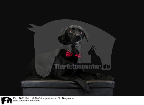 liegender Labrador Retriever / lying Labrador Retriever / LB-01194