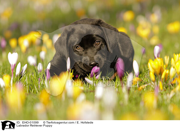 Labrador Retriever Welpe / Labrador Retriever Puppy / EHO-01099