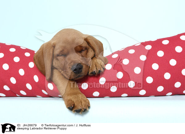 sleeping Labrador Retriever Puppy / JH-26679